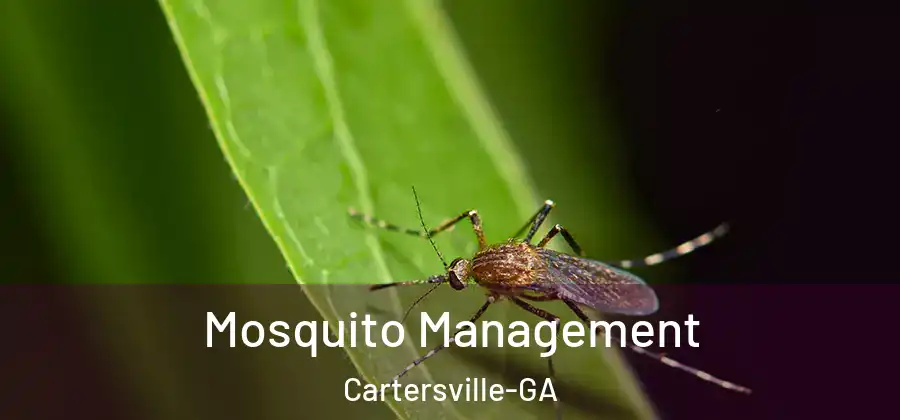 Mosquito Management Cartersville-GA
