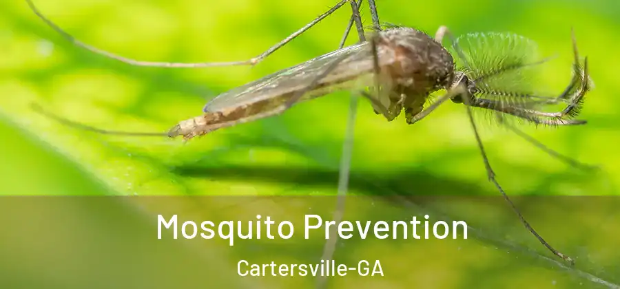  Mosquito Prevention Cartersville-GA