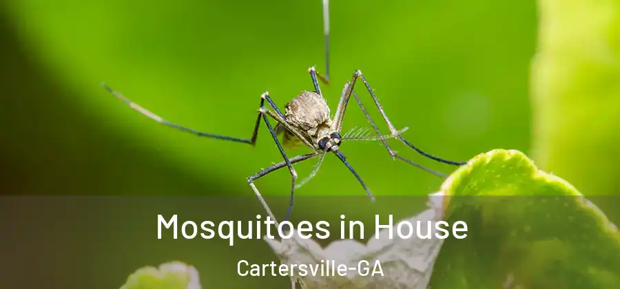 Mosquitoes in House Cartersville-GA