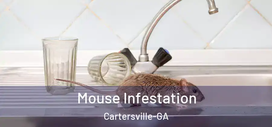  Mouse Infestation Cartersville-GA