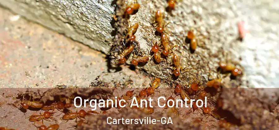  Organic Ant Control Cartersville-GA