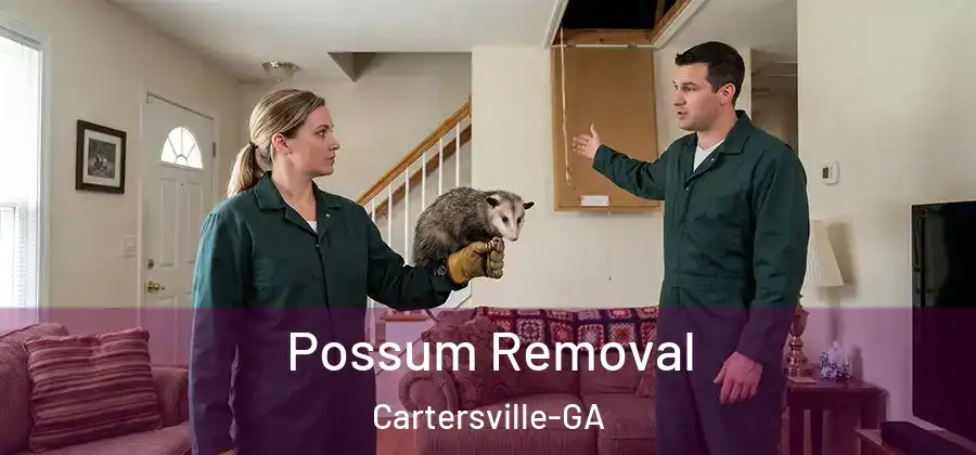 Possum Removal Cartersville-GA