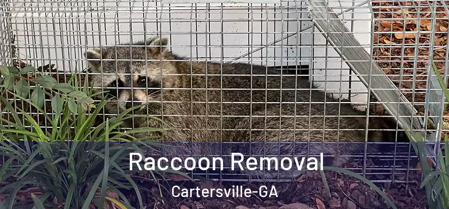 Raccoon Removal Cartersville-GA