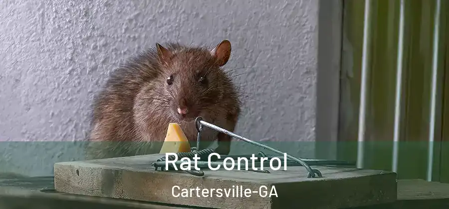 Rat Control Cartersville-GA