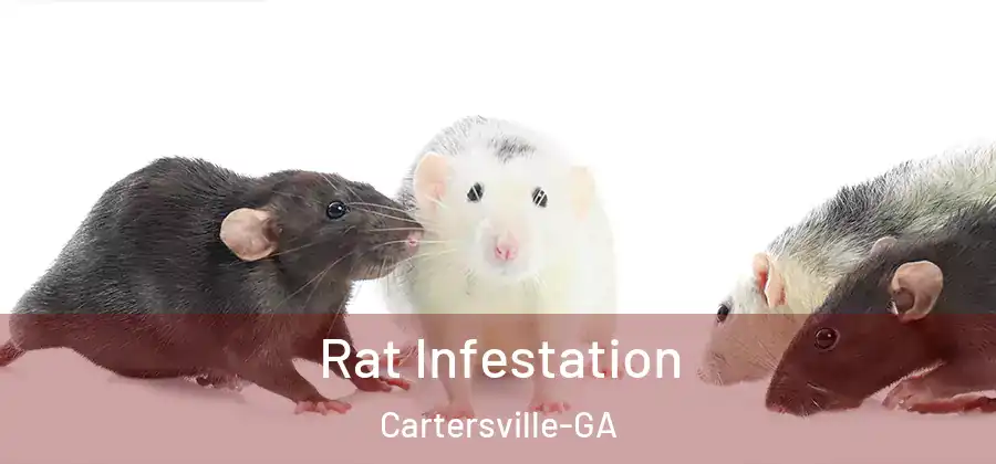  Rat Infestation Cartersville-GA