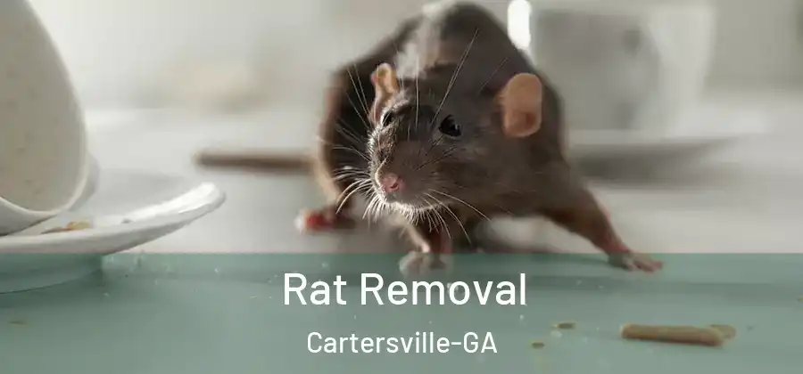  Rat Removal Cartersville-GA
