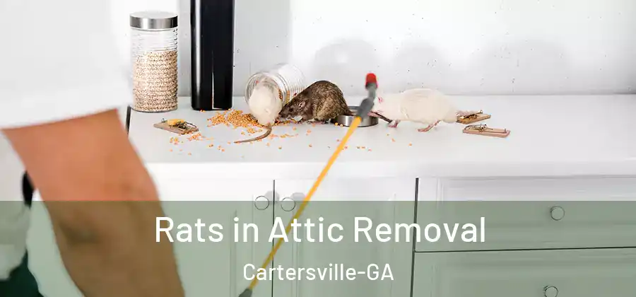  Rats in Attic Removal Cartersville-GA