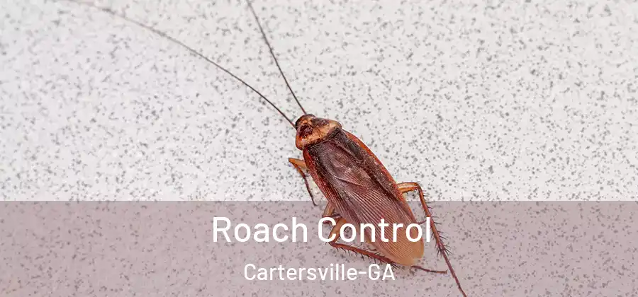 Roach Control Cartersville-GA