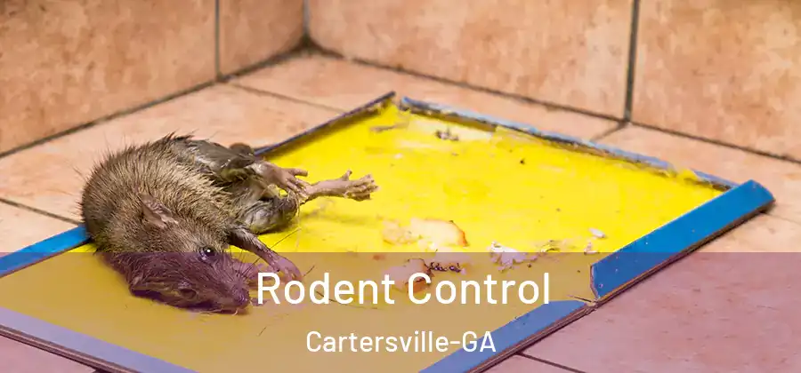  Rodent Control Cartersville-GA