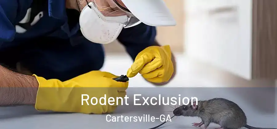 Rodent Exclusion Cartersville-GA