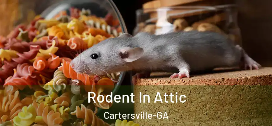  Rodent In Attic Cartersville-GA