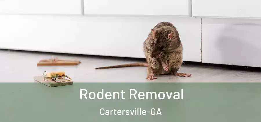 Rodent Removal Cartersville-GA