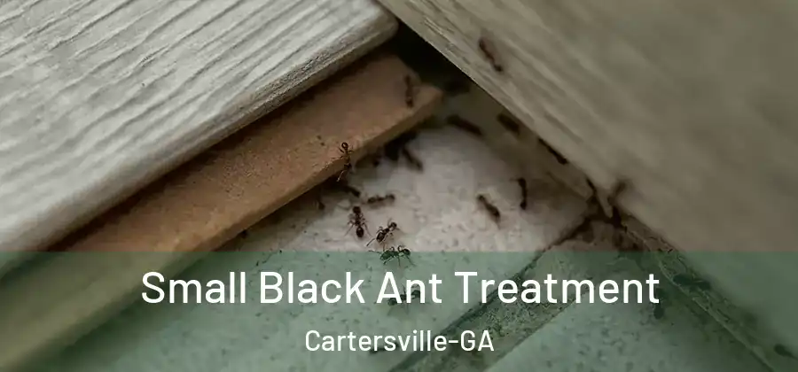 Small Black Ant Treatment Cartersville-GA
