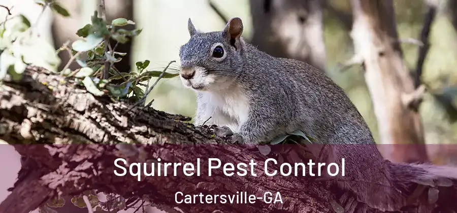  Squirrel Pest Control Cartersville-GA