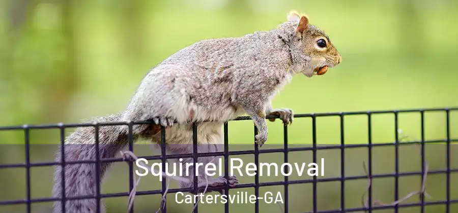 Squirrel Removal Cartersville-GA