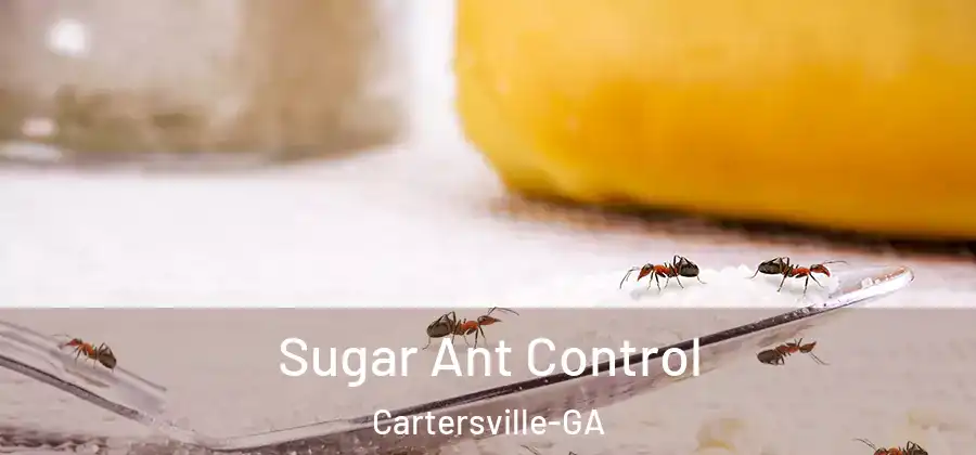  Sugar Ant Control Cartersville-GA