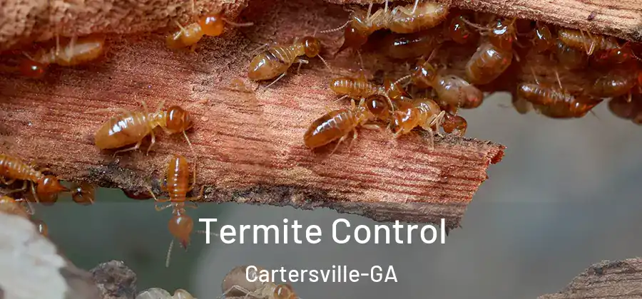 Termite Control Cartersville-GA
