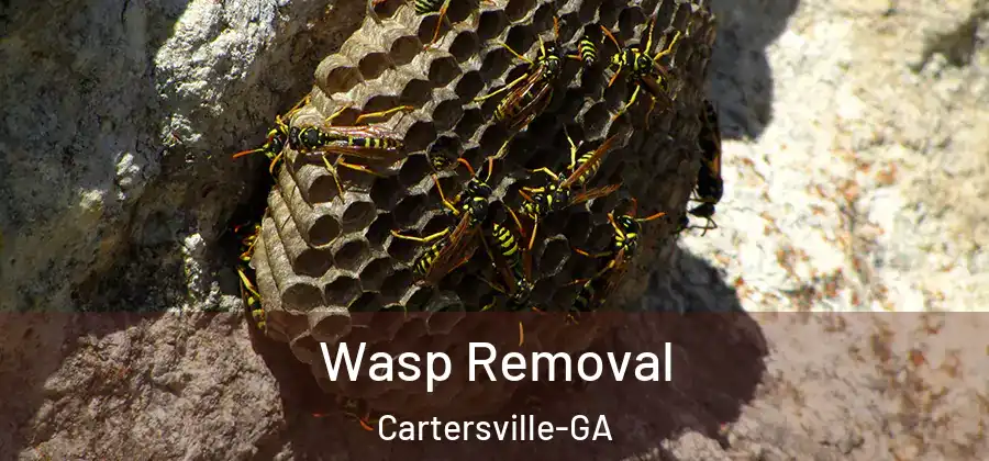  Wasp Removal Cartersville-GA