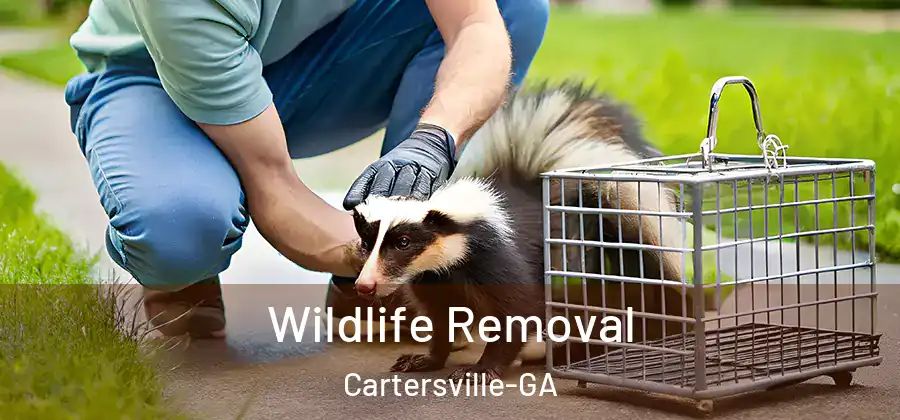  Wildlife Removal Cartersville-GA