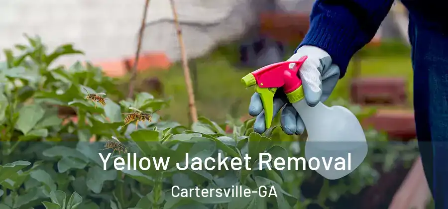  Yellow Jacket Removal Cartersville-GA